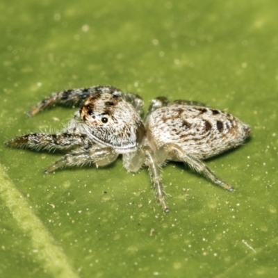 Opisthoncus grassator (Jumping spider) at Higgins, ACT - 1 May 2019 by AlisonMilton