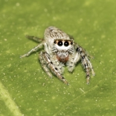 Opisthoncus grassator at Higgins, ACT - 1 May 2019