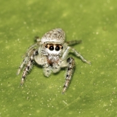 Opisthoncus grassator at Higgins, ACT - 1 May 2019 04:16 PM