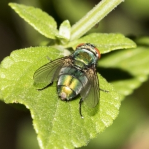 Chrysomya sp. (genus) at Higgins, ACT - 1 May 2019 04:24 PM