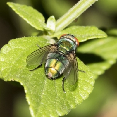 Chrysomya sp. (genus) (A green/blue blowfly) at Higgins, ACT - 1 May 2019 by AlisonMilton