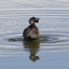 Biziura lobata (Musk Duck) at Illilanga & Baroona - 26 Aug 2019 by Illilanga