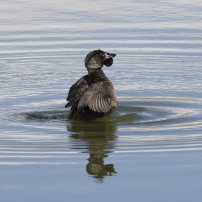 Biziura lobata (Musk Duck) at Michelago, NSW - 26 Aug 2019 by Illilanga