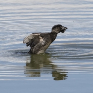 Biziura lobata at Michelago, NSW - 26 Aug 2019 11:27 AM