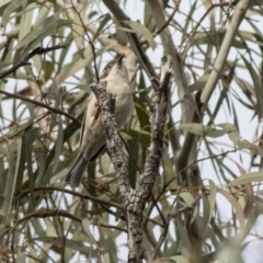 Melithreptus brevirostris (Brown-headed Honeyeater) at Acton, ACT - 20 May 2019 by AlisonMilton