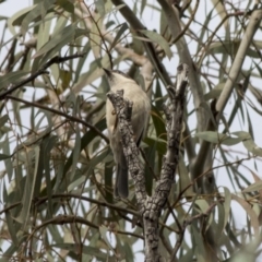 Melithreptus brevirostris at Acton, ACT - 20 May 2019