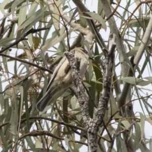 Melithreptus brevirostris at Acton, ACT - 20 May 2019 11:08 AM