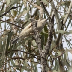 Melithreptus brevirostris at Acton, ACT - 20 May 2019 11:08 AM