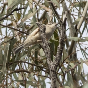 Melithreptus brevirostris at Acton, ACT - 20 May 2019