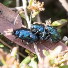 Altica sp. (genus) (Flea beetle) at ANBG - 20 May 2019 by AlisonMilton