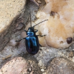Altica sp. (genus) at Acton, ACT - 20 May 2019
