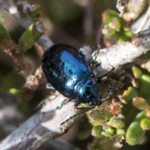 Altica sp. (genus) at Acton, ACT - 20 May 2019 12:18 PM