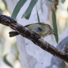Acanthiza lineata (Striated Thornbill) at Acton, ACT - 20 May 2019 by Alison Milton
