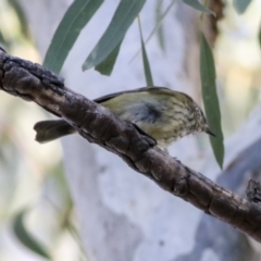 Acanthiza lineata (Striated Thornbill) at GG26 - 20 May 2019 by Alison Milton