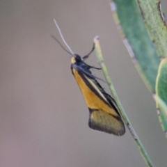 Philobota undescribed species near arabella (A concealer moth) at Red Hill to Yarralumla Creek - 5 Sep 2019 by LisaH