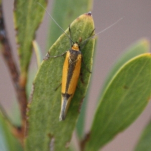 Philobota undescribed species near arabella at Hughes, ACT - 6 Sep 2019 09:28 AM