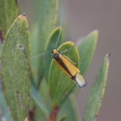 Philobota undescribed species near arabella at Hughes, ACT - 6 Sep 2019 09:28 AM