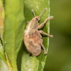 Gonipterus sp. (genus) (Eucalyptus Weevil) at Higgins, ACT - 25 May 2019 by AlisonMilton