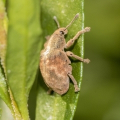 Gonipterus sp. (genus) (Eucalyptus Weevil) at Higgins, ACT - 25 May 2019 by AlisonMilton