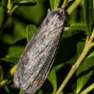 Chlenias banksiaria group at Higgins, ACT - 25 May 2019