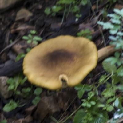 Unidentified Fungus at ANBG - 20 May 2019 by AlisonMilton