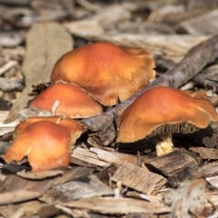 Leratiomyces ceres (Red Woodchip Fungus) at Acton, ACT - 20 May 2019 by AlisonMilton