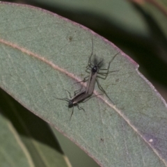 Chironomidae (family) (Non-biting Midge) at Belconnen, ACT - 4 Jun 2019 by AlisonMilton