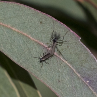 Chironomidae (family) (Non-biting Midge) at Lake Ginninderra - 4 Jun 2019 by AlisonMilton