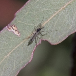 Chironomidae (family) at Belconnen, ACT - 4 Jun 2019