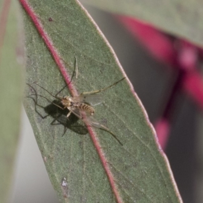 Unidentified Insect at Lake Ginninderra - 4 Jun 2019 by AlisonMilton