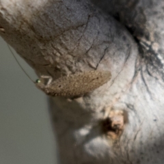 Hemerobiidae sp. (family) (Unidentified brown lacewing) at Belconnen, ACT - 4 Jun 2019 by AlisonMilton