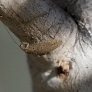 Hemerobiidae sp. (family) at Belconnen, ACT - 4 Jun 2019 03:09 PM