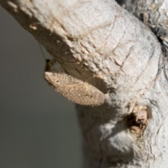 Hemerobiidae sp. (family) at Belconnen, ACT - 4 Jun 2019