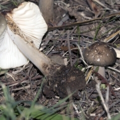 Oudemansiella gigaspora group (Rooting Shank) at Lake Ginninderra - 4 Jun 2019 by Alison Milton