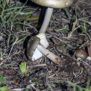 Oudemansiella gigaspora group at Belconnen, ACT - 4 Jun 2019 03:49 PM