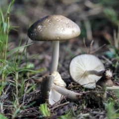 Oudemansiella gigaspora group at Belconnen, ACT - 4 Jun 2019 03:49 PM