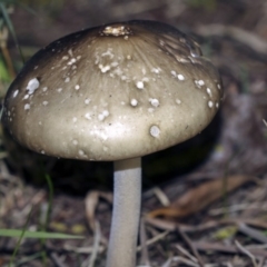 Oudemansiella gigaspora group at Belconnen, ACT - 4 Jun 2019