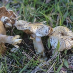 Unidentified Fungus at Lake Ginninderra - 4 Jun 2019 by AlisonMilton