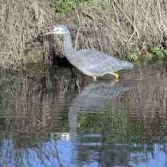 Egretta novaehollandiae (White-faced Heron) at McKellar, ACT - 5 Jun 2019 by AlisonMilton