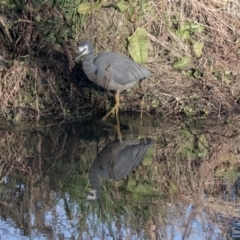 Egretta novaehollandiae at McKellar, ACT - 5 Jun 2019 03:51 PM