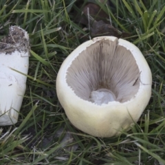 Agaricus sp. (Agaricus) at Giralang, ACT - 5 Jun 2019 by AlisonMilton