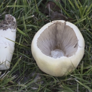 Agaricus sp. at Giralang, ACT - 5 Jun 2019