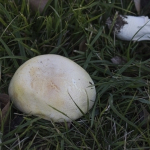 Agaricus sp. at Giralang, ACT - 5 Jun 2019 04:10 PM