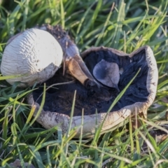 Agaricus sp. at Giralang, ACT - 5 Jun 2019