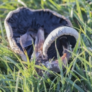 Agaricus sp. at Giralang, ACT - 5 Jun 2019 04:10 PM