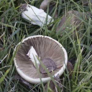 Agaricus sp. at Giralang, ACT - 5 Jun 2019 04:10 PM