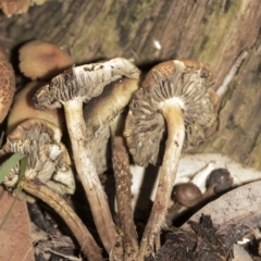 zz agaric (stem; gills not white/cream) at Acton, ACT - 5 Jun 2019 by AlisonMilton