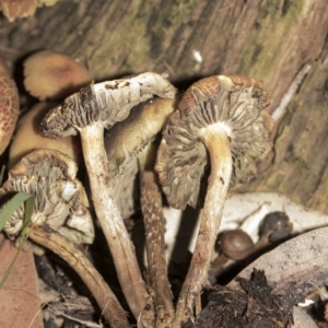 zz agaric (stem; gills not white/cream) at Acton, ACT - 5 Jun 2019 09:46 AM