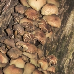 zz agaric (stem; gills not white/cream) at Acton, ACT - 5 Jun 2019 09:46 AM