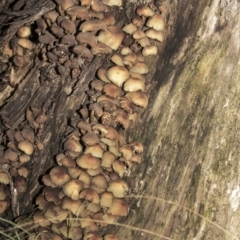 zz agaric (stem; gills not white/cream) at Acton, ACT - 5 Jun 2019 09:46 AM